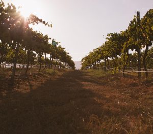 The Climate Atlas Predictions for the Wine Industry